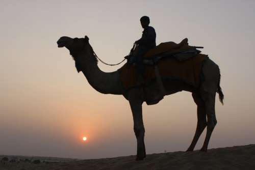 Camel Camel Safari Desert Animal Travel Tourism