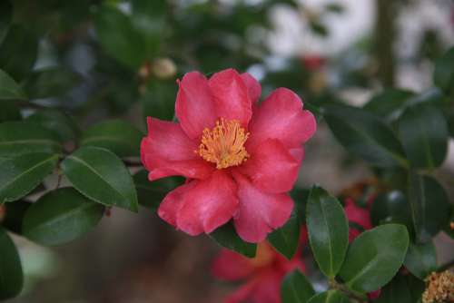 Camellia Red Flowers Beautiful