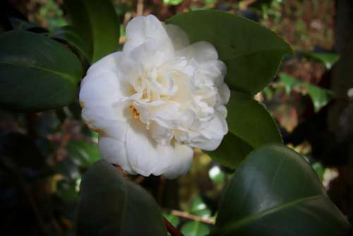 Camellia Camellia Flower White Petals Blossom