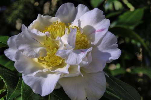 Camellia Flower Bloom White Garden
