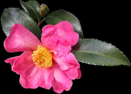 Camellia Flower Garden Nature