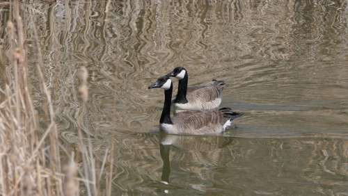 Canada Goose Waterfowl Lake Bull Rushes Park