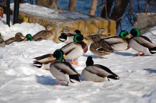 Canard Duck Winter Animal Quebec