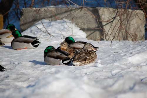 Canard Duck Winter Animal Quebec