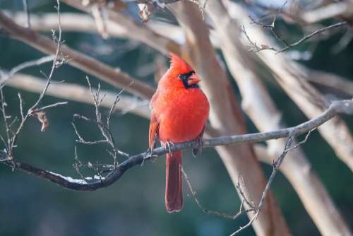 Cardinal Bird Red Nature Perched Redbird