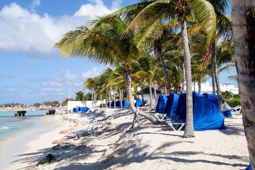 Caribbean Beach Palm Trees Vacations Tropical