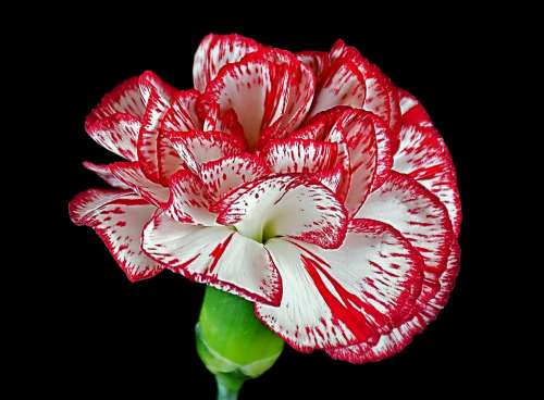 Carnation Love Flower Romantic Recital Gift