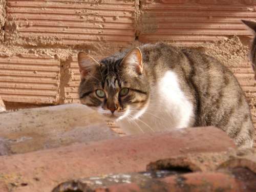 Cat Housecat Roof Pets