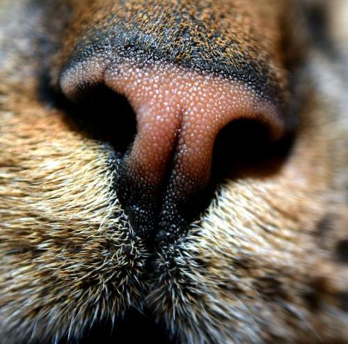 Cat Nose Animal Pet Fur
