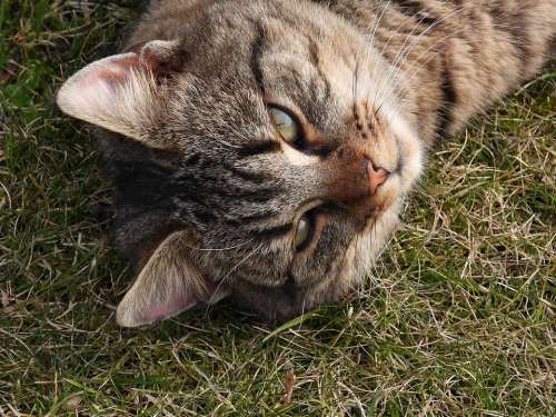 Cat Kitten Grayish-Brown Dachowiec Animal Pet Fur