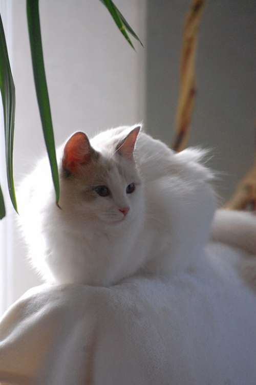 Cat Animals Fur Ragdoll White