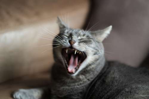 Cat Yawning Yawn Pet Teeth Whiskers Head Tired