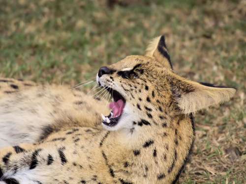 Cat Teeth Animal Feline Predator Wild Lynx Scary