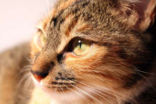 Cat Animal Pet Kitten Portrait Cat'S Eyes Head