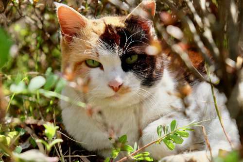 Cat Wild Grass Winner Of The Tabby Outdoor Cute