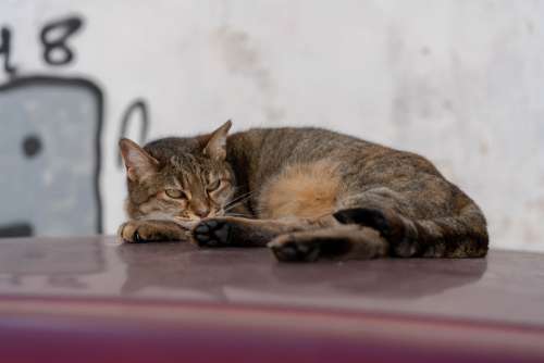 Cat Car Roof Concerns Sleep Tired Cute Pet Rest