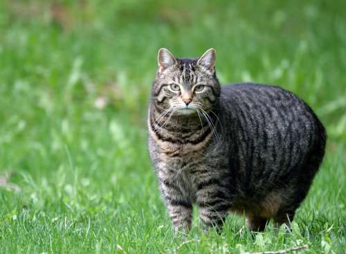 Cat Domestic Tabby Pet