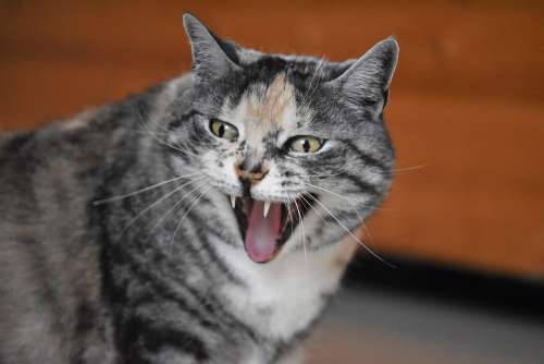 Cat Yawns Laughs Domestic Cat Mieze Funny