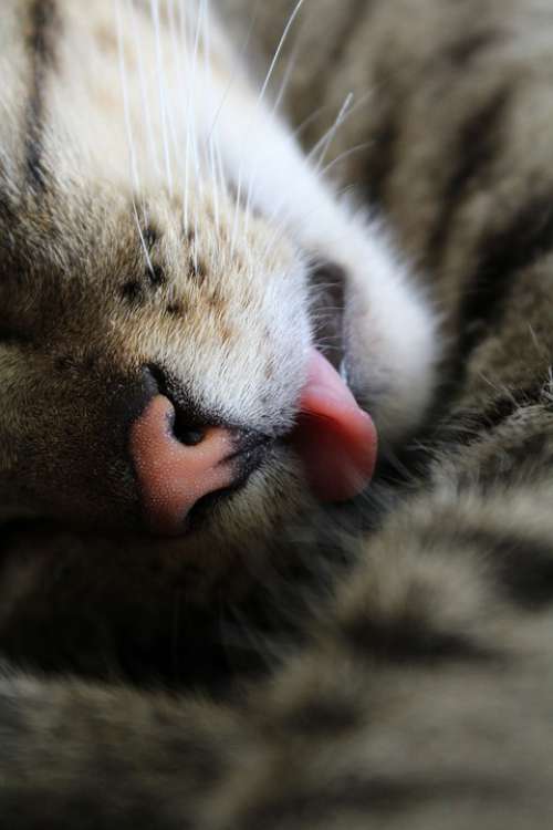 Cat Tongue Closeup Pet Kitten Animal Whiskers