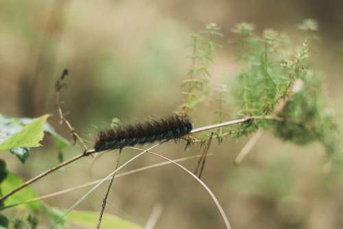 Caterpillar Macro Forest Insect Greens