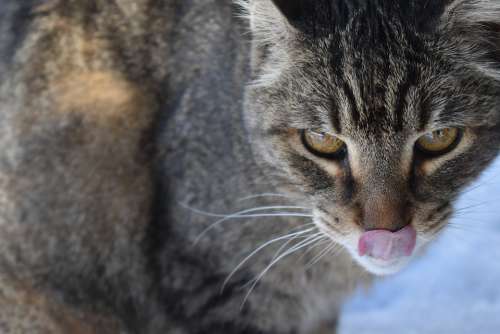 Cats Tongue Animal Pet Eyes Feline