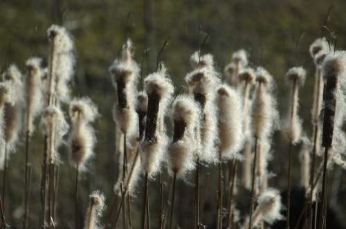 Cattail Reed Flying Seeds Pond Plant Plant