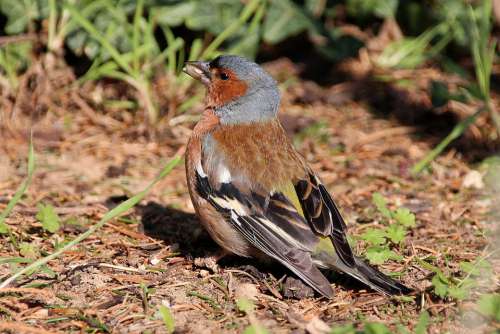 Chaffinch Bird Garden Nature Songbird Foraging
