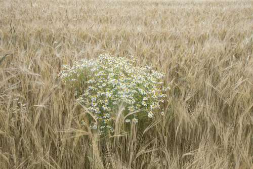 Chamomile Wheat Field Summer Harvest Arable