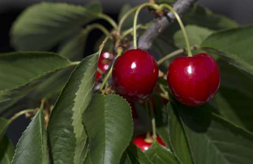 Cherries Fruits Red Fruit Summer Delicious Fruity