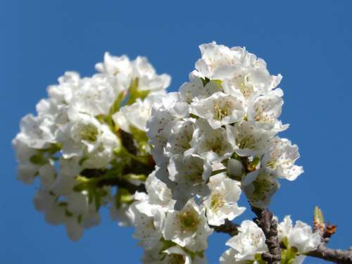 Cherry Flowering Tree Flowers Knob Flowering