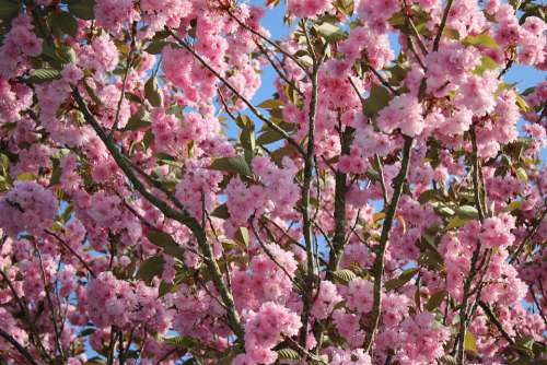 Cherry Japan Flowers Pink Tree Spring Sky