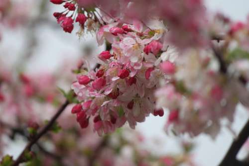 Cherry Blossom Tree Branch Spring