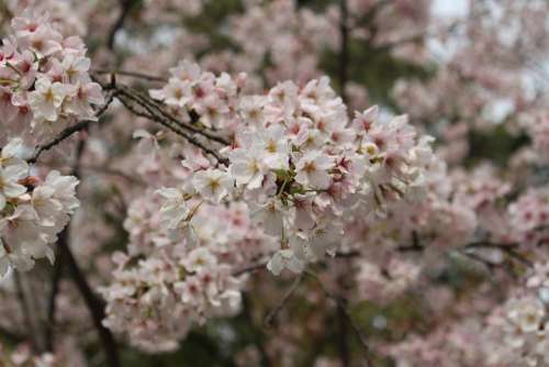 Cherry Blossom Tree Spring Flower