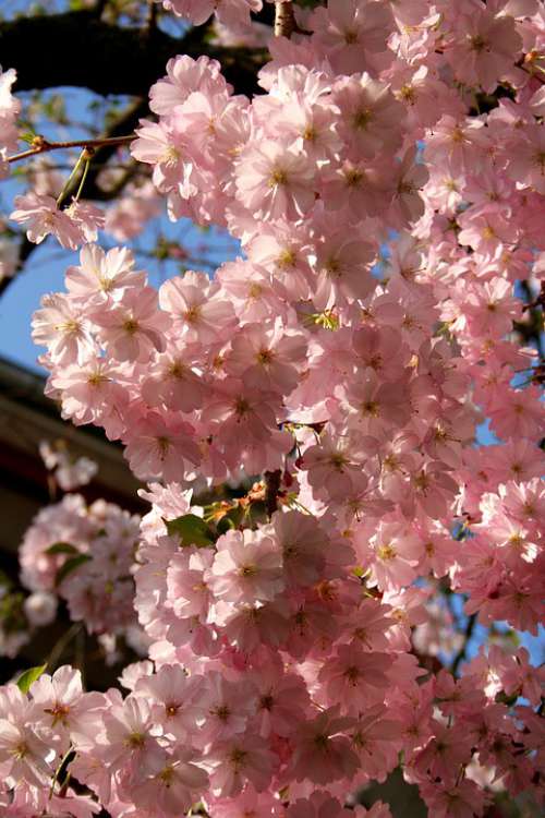 Cherry Blossom Blossom Bloom Spring Cherry Tree