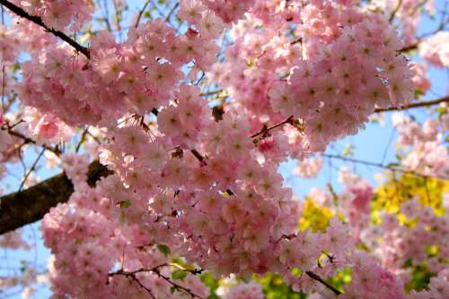 Cherry Blossom Ornamental Cherry Cherry Tree