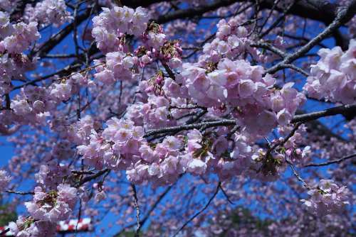 Cherry Blossom Flower Cherry Tree Branch Blooming