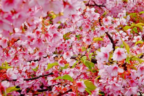 Cherry Blossom Spring Flower Pink Full Bloom