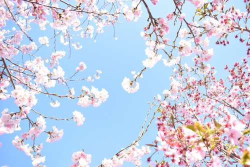 Cherry Blossom Spring Flower Sakura Flowers