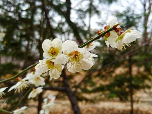 Cherry Blossom Sakura Spring Flowers Blossom