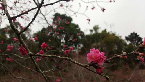Cherry Blossoms Summit Resort Taichung Taiwan