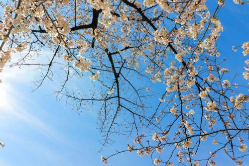 Cherry Blossoms Flowers Cherry Tree