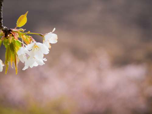 Cherry Blossoms Spring Flowers Pink Natural Plant
