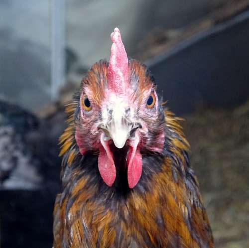 Chicken Large Bird Mr Poultry Animal Farm