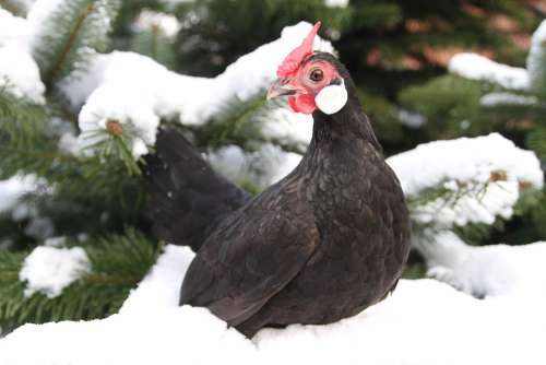 Chicken Hen Poultry Free Range Animal Bill