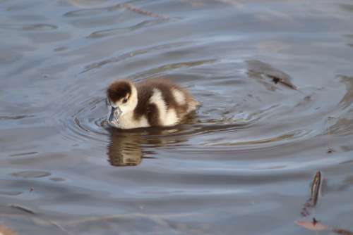 Chicks Goslings Nilgans Young Small Swim Water