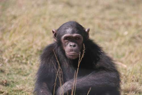 Chimpanzee Eden Jane Goodall Monkey Chimp