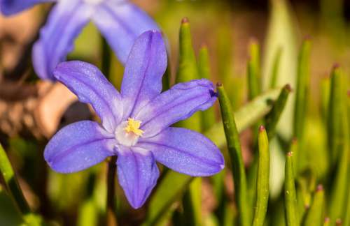 Chionodoxa Luciliae Ordinary Star Hyacinth Hyacinth