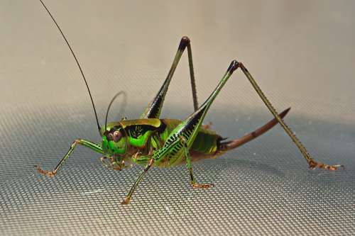 Cicada Worm Nature Macro Insects Green Closeup
