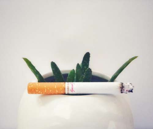 Cigarettes Smoking Plant Aloe