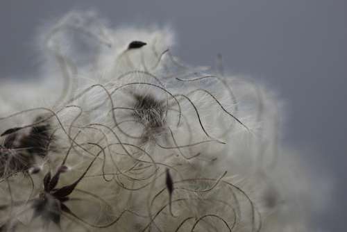 Clematis Seed Head Seeds Texture Fluffy Seed Head